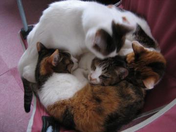 IMG_2059_convert_20120622121221.jpg