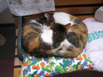 IMG_2183_convert_20120621124647.jpg