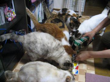 IMG_2350_convert_20120624113658.jpg