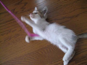 IMG_2667_convert_20120704113216.jpg