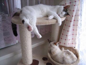 IMG_2760_convert_20120801095514.jpg