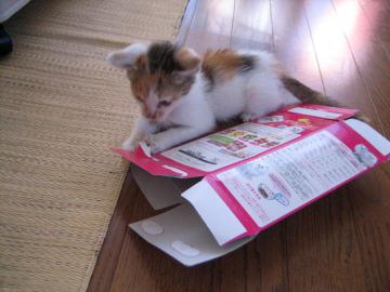 IMG_2905_convert_20120709100959.jpg