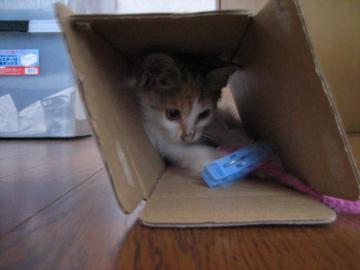 IMG_3046_convert_20120712114217.jpg