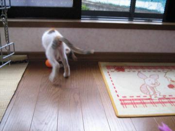 IMG_3118_convert_20120809083644.jpg