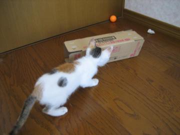IMG_3209_convert_20120718095353.jpg