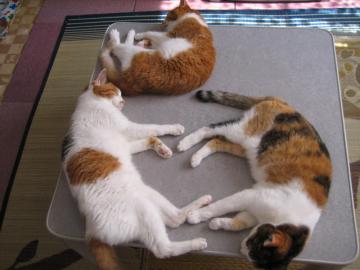 IMG_3424_convert_20120728101139.jpg