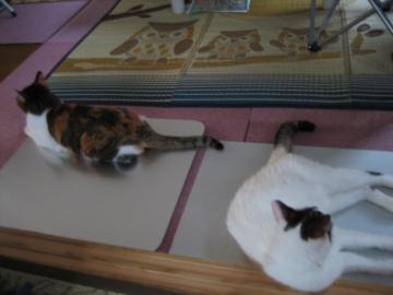 IMG_3538_convert_20120814124647.jpg