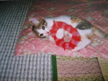 IMG_3675_convert_20120817094415.jpg