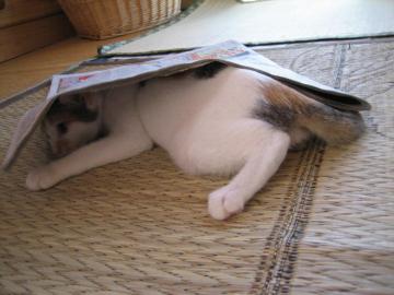 IMG_3742_convert_20120822094933.jpg