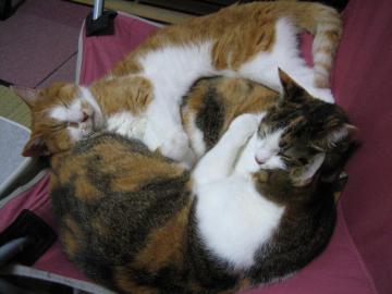 IMG_3936_convert_20120906113835.jpg