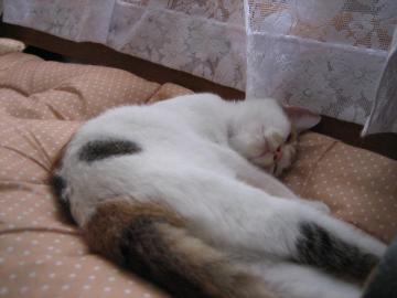 IMG_4029_convert_20120906095701.jpg