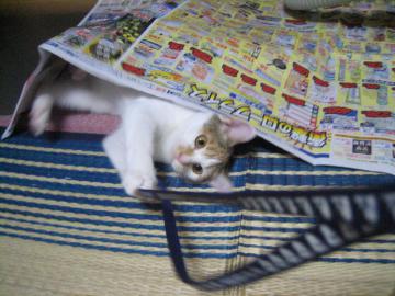 IMG_4161_convert_20120925114127.jpg
