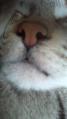 しぃちゃん ω_convert_20121216213257