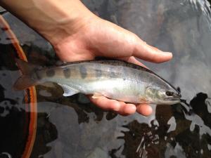 IMG_0372_convert_20120715112524.jpg