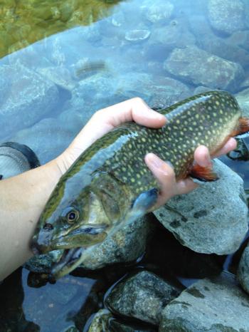 IMG_0668_convert_20120815183856.jpg