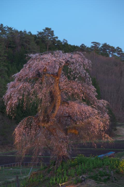 長沢のしだれ桜