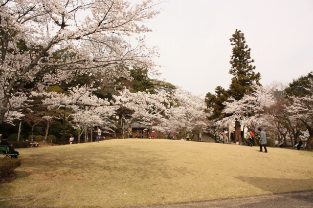 小倉公園桜開花状況 美濃 旬観 ブログ