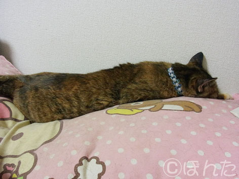 うに_ナマコ
