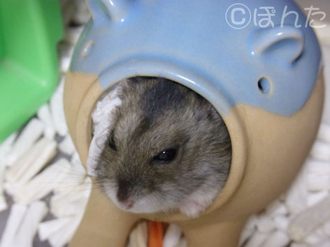 りんご_ぐーすか2