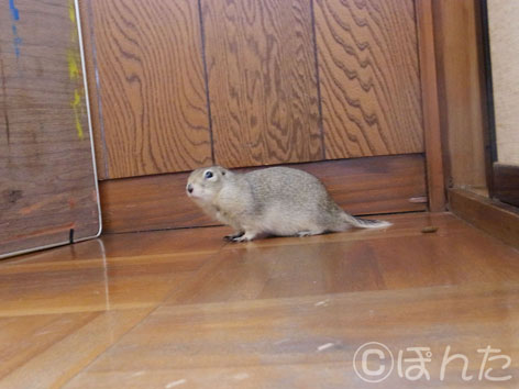 民族大移動2012_ぴきぴき13