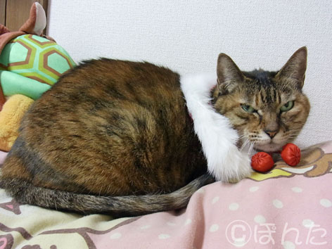 ニャンタさん11