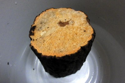 産卵木