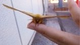 ヤママユ 2