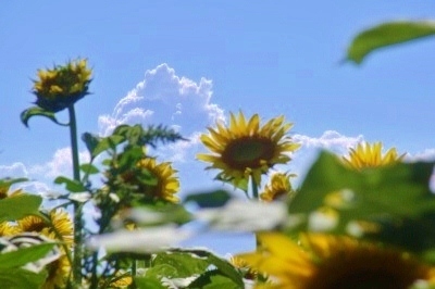 ひまわり