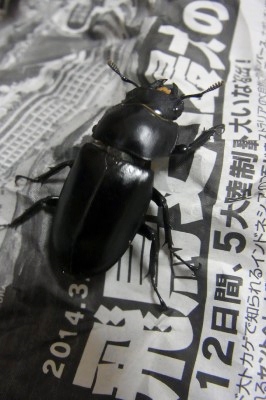 新聞紙とフタマタちゃん