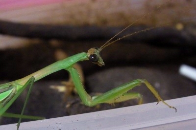 カマキリ6
