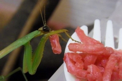 カマキリ5