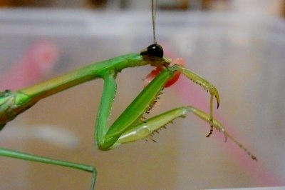 カマキリ4