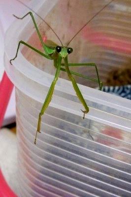 カマキリ2