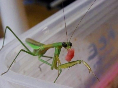 カマキリ1