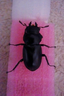 4_20121209183933.jpg