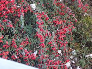 DSC01489_convert_20121228202106.jpg