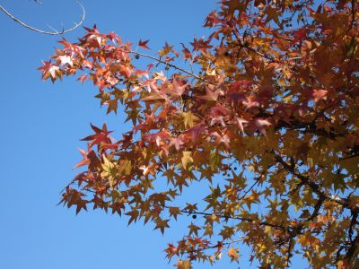 IMG_8868_400.jpg
