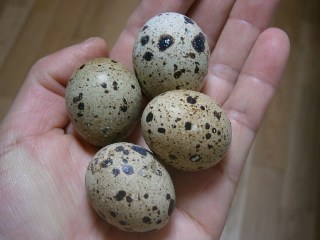 120521uzura.jpg