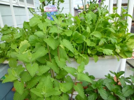 20120510.jpg