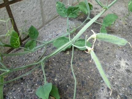 20120529.jpg