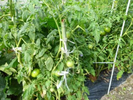 20120630.jpg