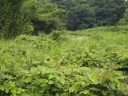 20120702.jpg