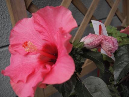 20120706.jpg