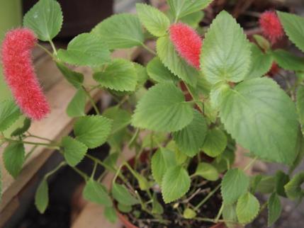 20120717.jpg
