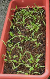 2012_0505mkp2.jpg
