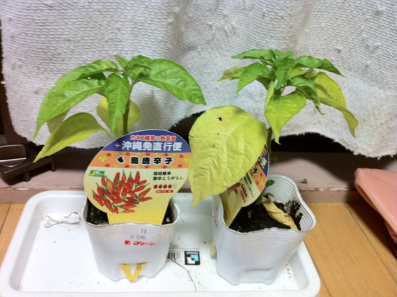 2012_0623mkp2.jpg