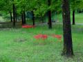 DSC00372.jpg