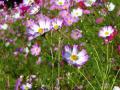 DSC00384.jpg