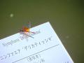 DSC00443.jpg