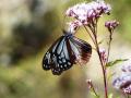 DSC00449.jpg